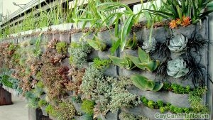 lợi ích vườn trên tường
