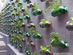 trồng cây trên tường
