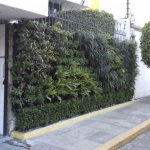trồng cây trên tường nhà phố