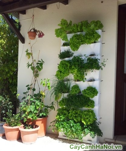 trồng rau vườn tường bằng hạt