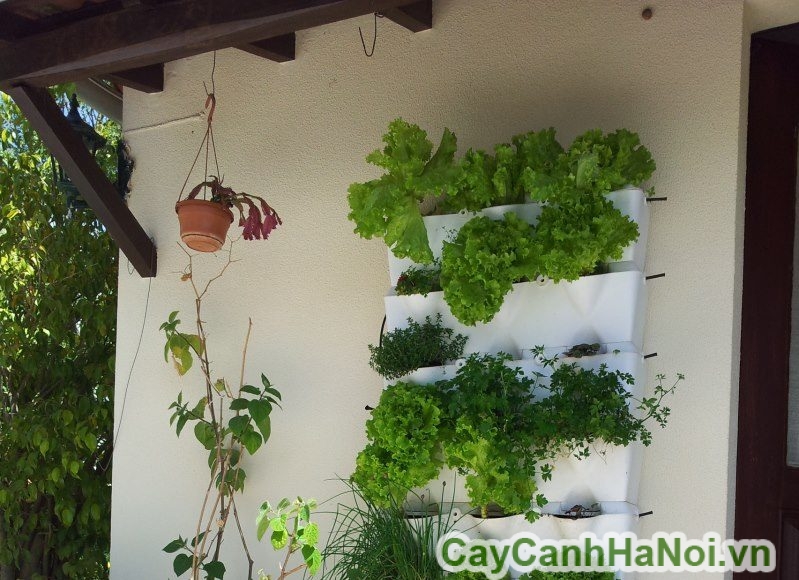 trồng rau vườn tường bằng hạt