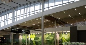 tường cây của sân bay