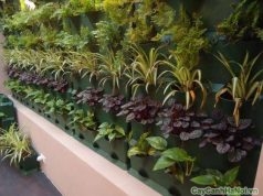 giải pháp vườn tường rau sạch