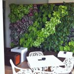 vườn tường rau xanh nhà hàng