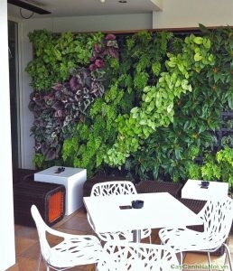 vườn tường rau xanh nhà hàng